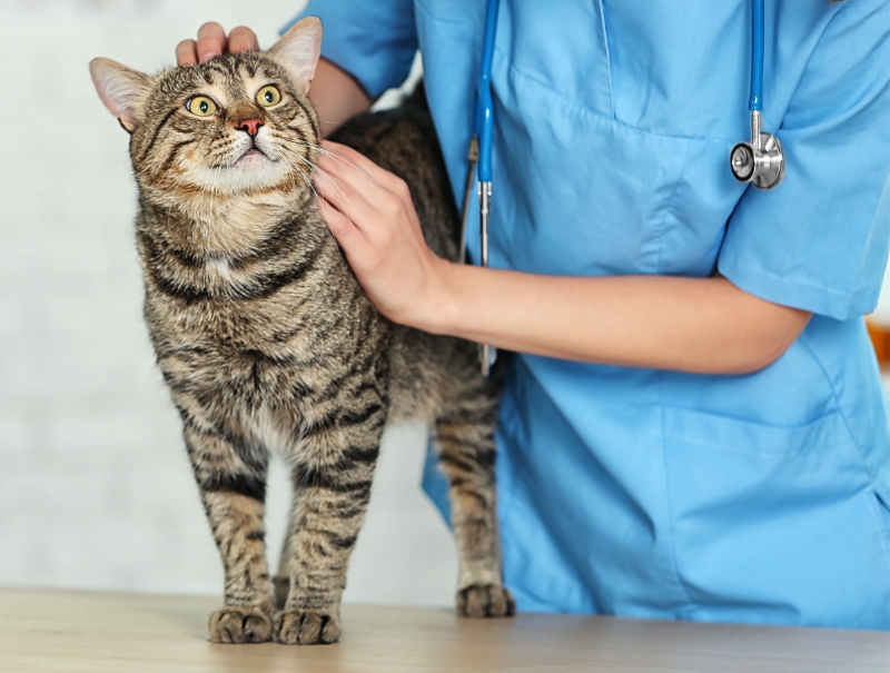 Veterinary Jobs in Bar Harbor